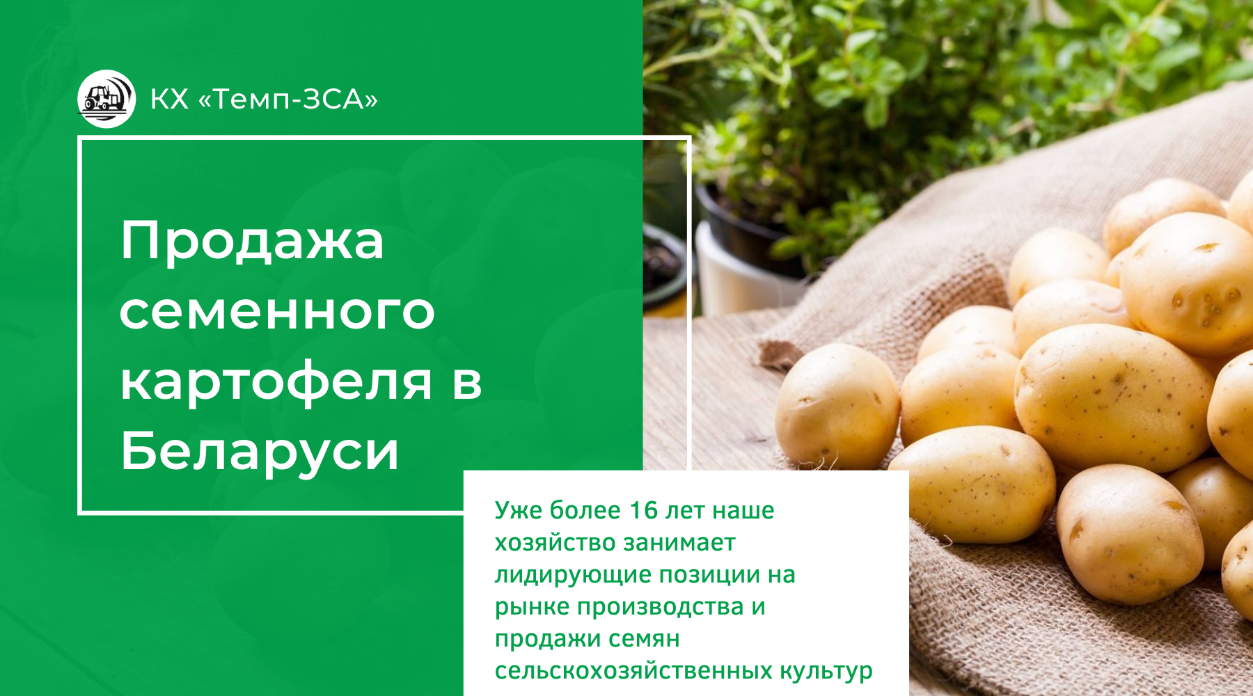 Продажа семенного картофеля в РБ